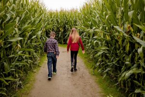 A photo of a corn maze much like one of the corn mazes near Branson MO