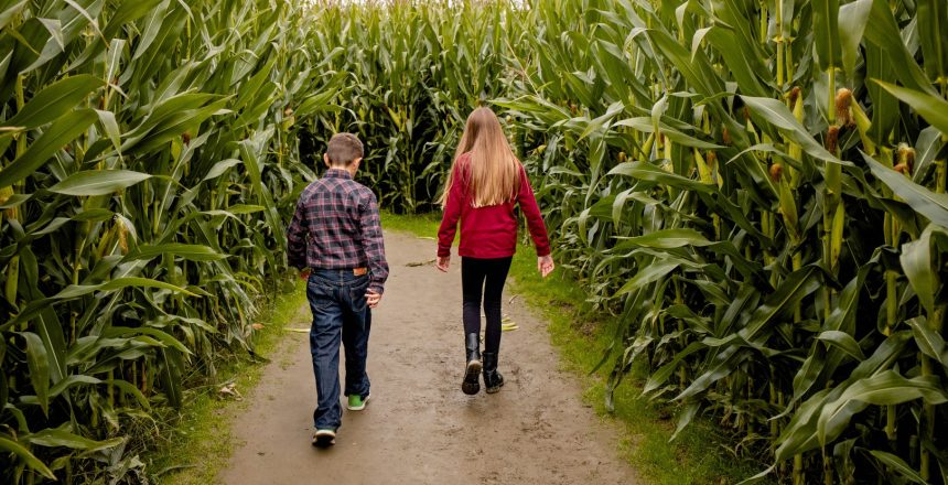 A photo of a corn maze much like one of the corn mazes near Branson MO